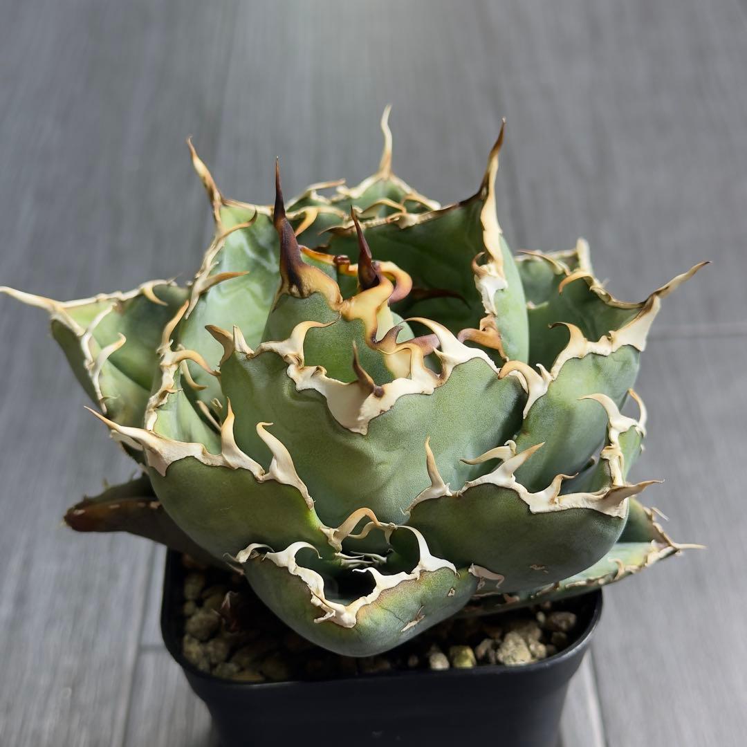 アガベ　チタノタ　黒鯨　白鯨中株セット