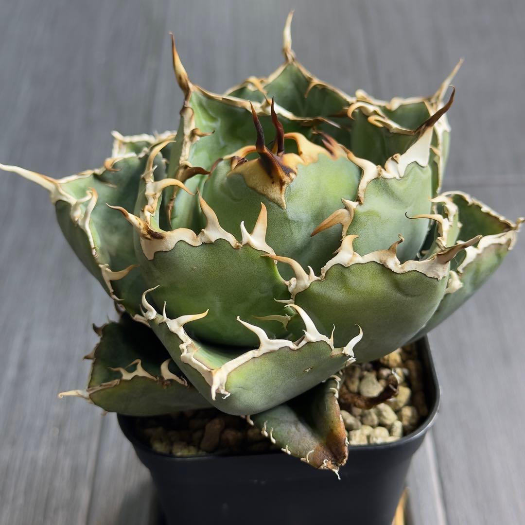 アガベ　チタノタ　黒鯨　白鯨中株セット