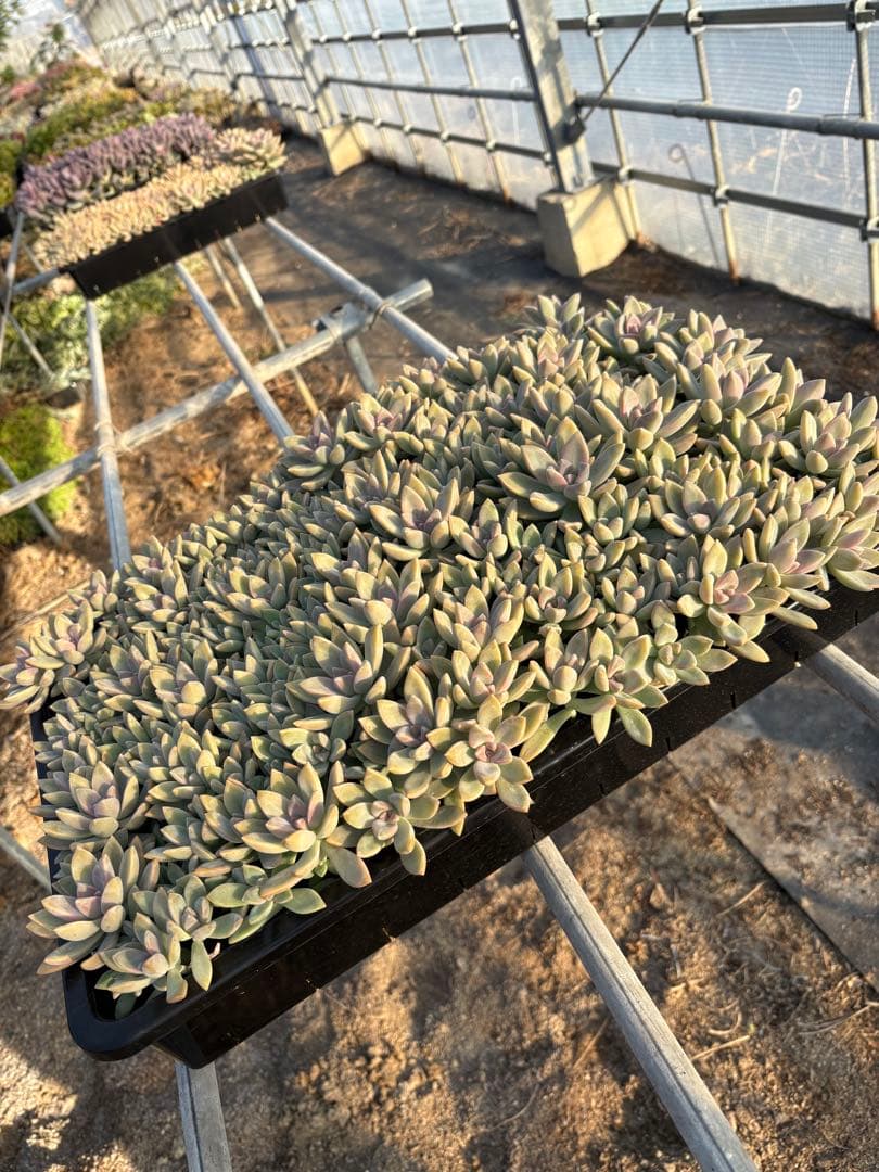 H*e様 桜牡丹 箱植え 丸ごとそのまま 多肉植物