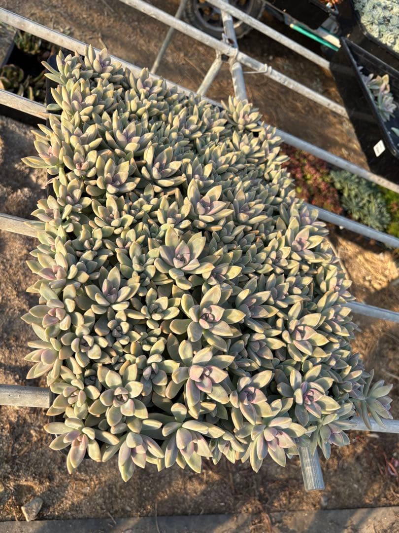 H*e様 桜牡丹 箱植え 丸ごとそのまま 多肉植物