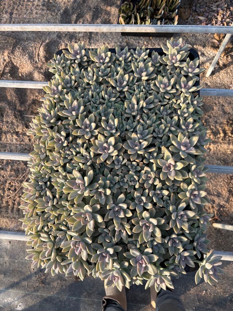 H*e様 桜牡丹 箱植え 丸ごとそのまま 多肉植物