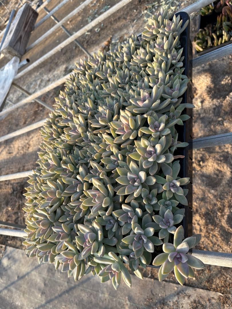 H*e様 桜牡丹 箱植え 丸ごとそのまま 多肉植物