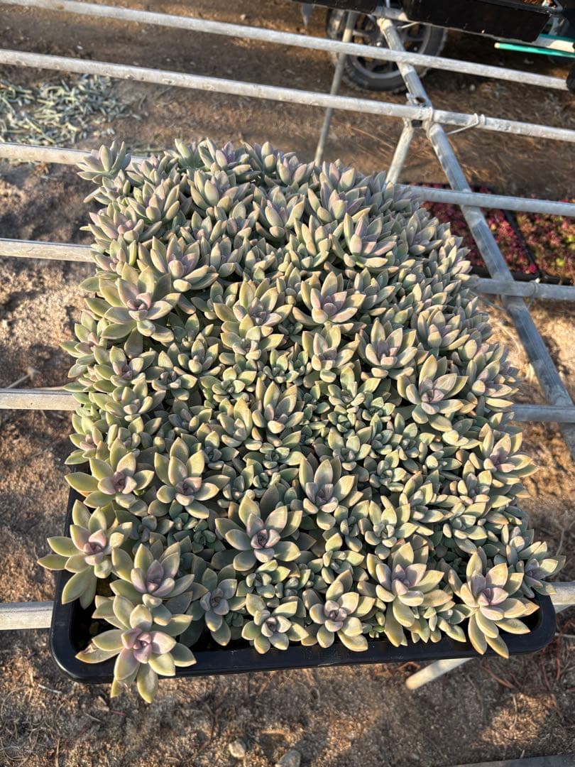 H*e様 桜牡丹 箱植え 丸ごとそのまま 多肉植物