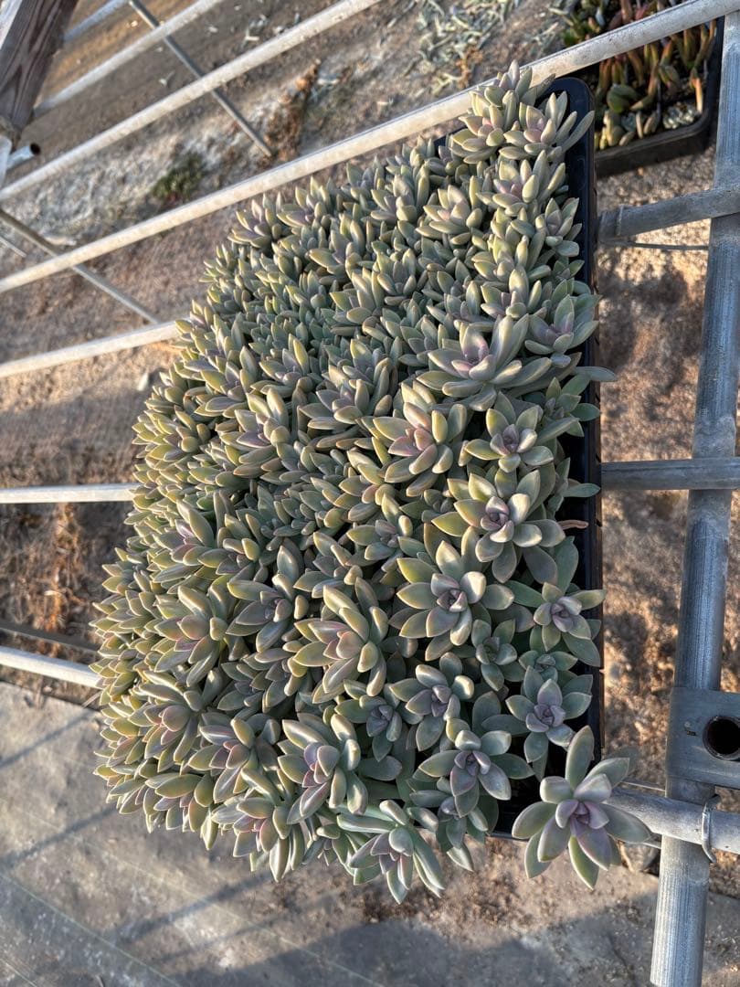 H*e様 桜牡丹 箱植え 丸ごとそのまま 多肉植物