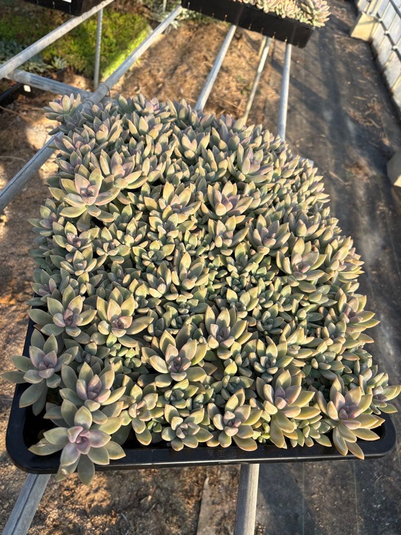 H*e様 桜牡丹 箱植え 丸ごとそのまま 多肉植物