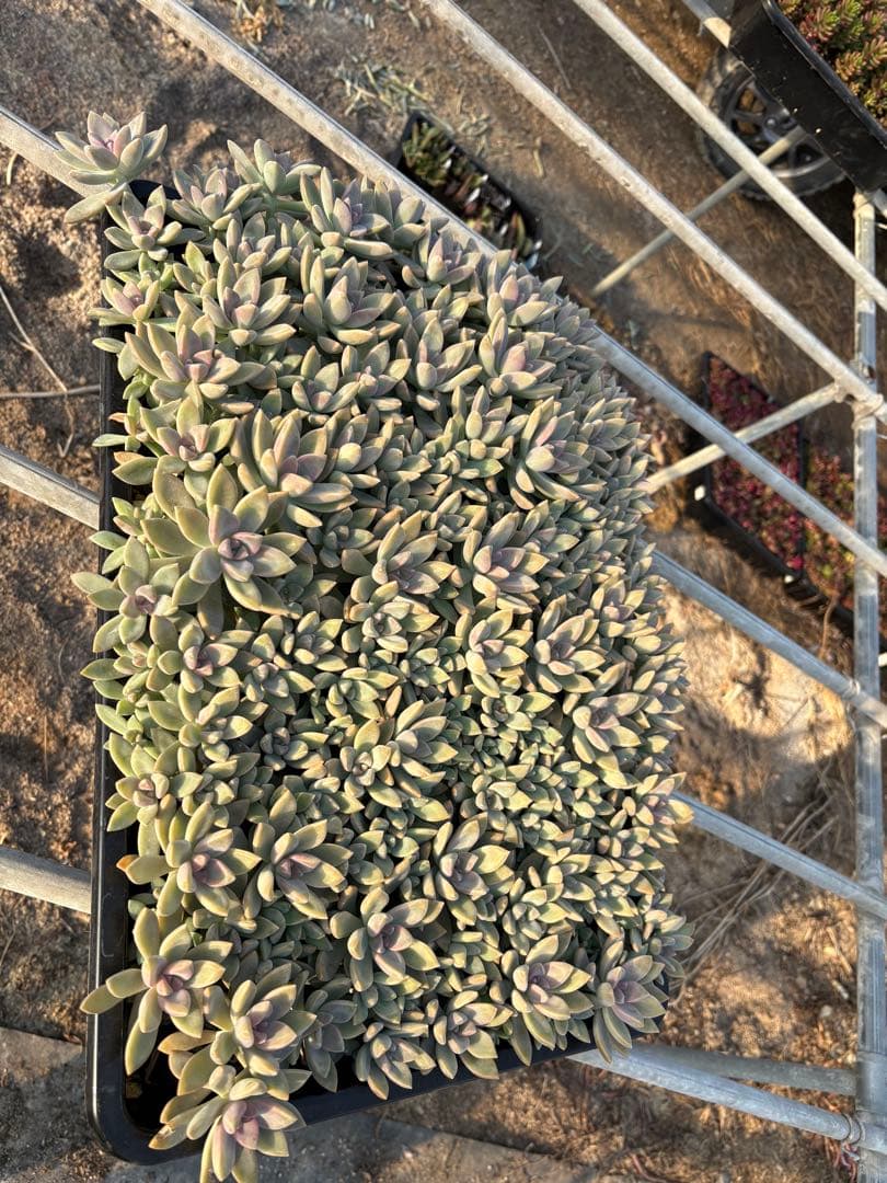 H*e様 桜牡丹 箱植え 丸ごとそのまま 多肉植物