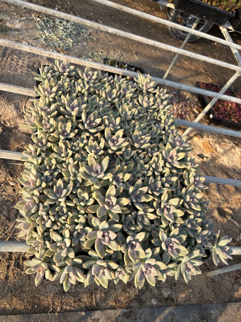 H*e様 桜牡丹 箱植え 丸ごとそのまま 多肉植物