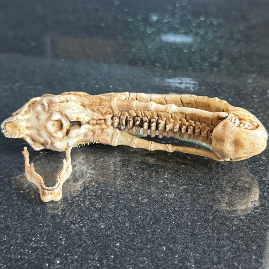 【禁断の戦利品】超精巧 エイリアン・スカル 10cmモデル