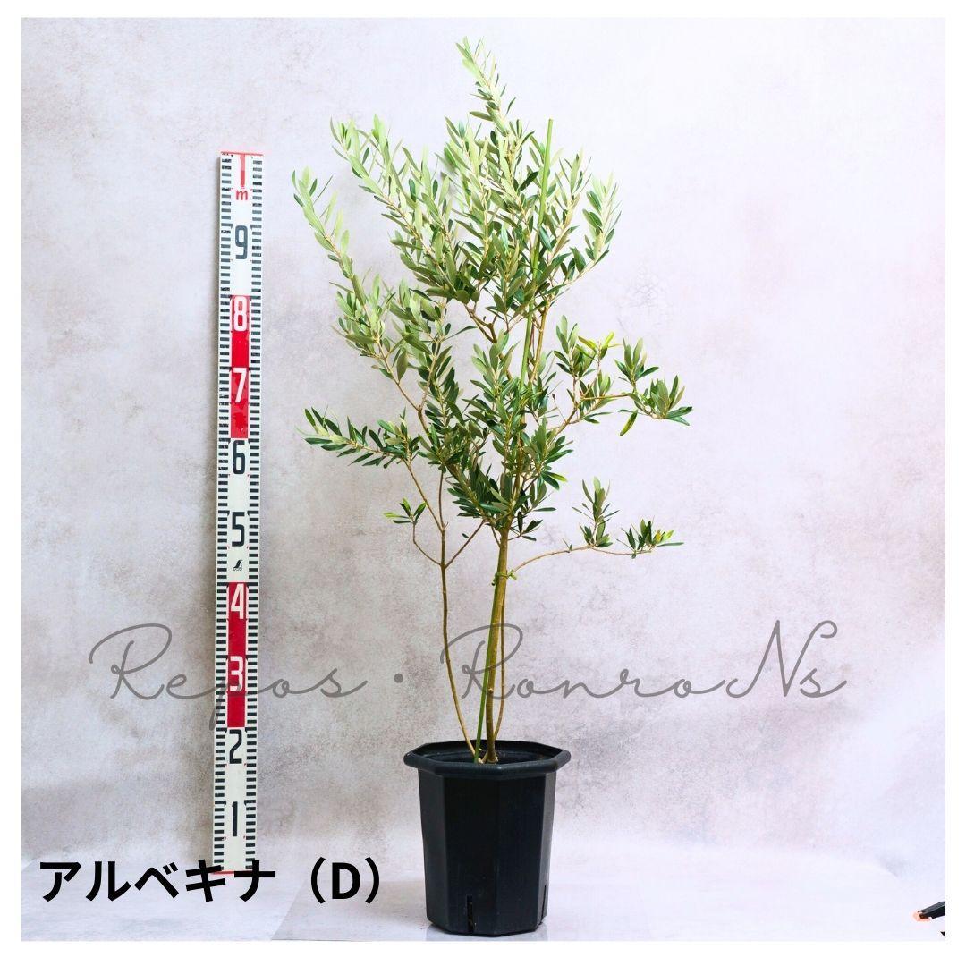 オリーブ ：アルベキナ【現品販売：D】（7号）希少　常緑樹　オリーブの木