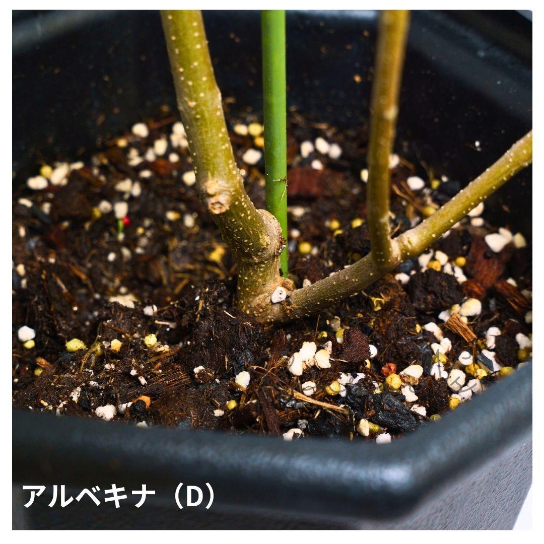 オリーブ ：アルベキナ【現品販売：D】（7号）希少　常緑樹　オリーブの木