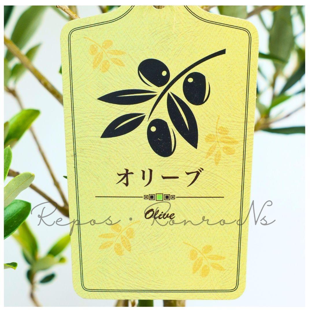 オリーブ ：アルベキナ【現品販売：D】（7号）希少　常緑樹　オリーブの木