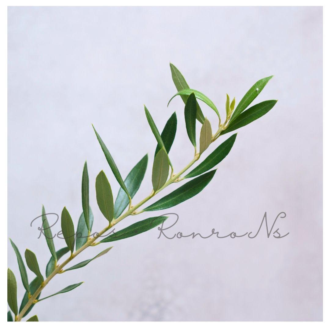 オリーブ ：アルベキナ【現品販売：D】（7号）希少　常緑樹　オリーブの木