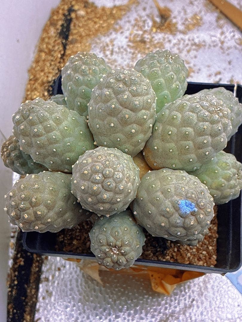 Z181多頭小型 緑色 球状サボテンテフロカクタス ゲオメトリクス（15頭