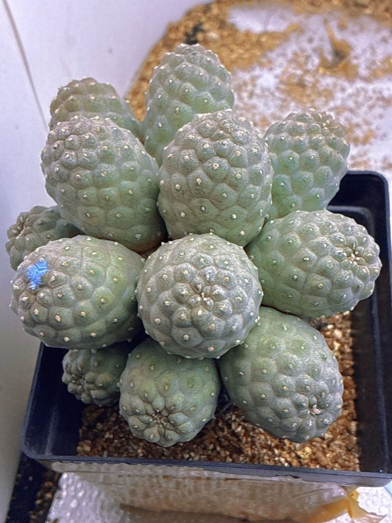 Z181多頭小型 緑色 球状サボテンテフロカクタス ゲオメトリクス（15頭