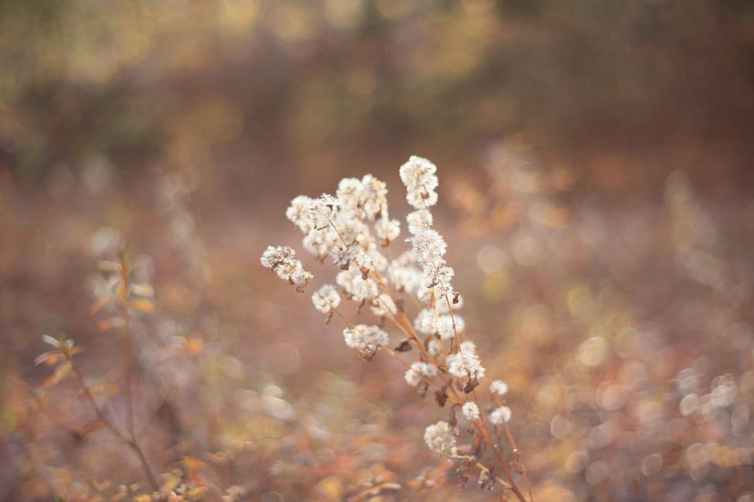 Super-Takumar 55mm F1.8 初期型 S/N：842127