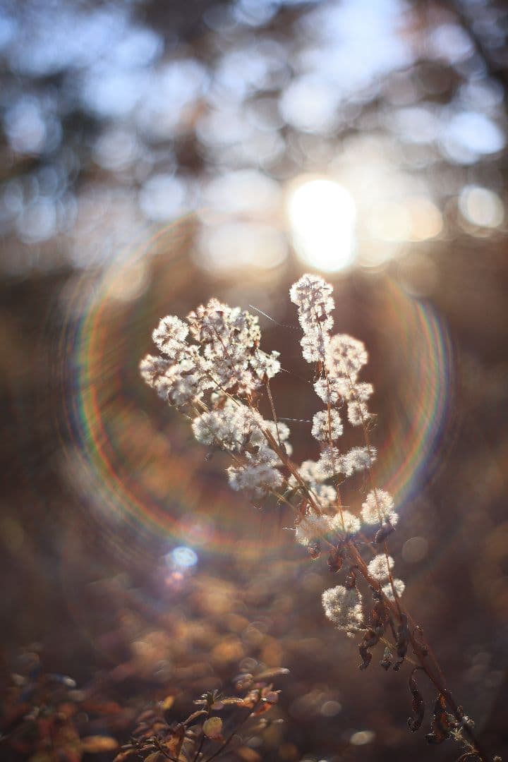 Super-Takumar 55mm F1.8 初期型 S/N：842127