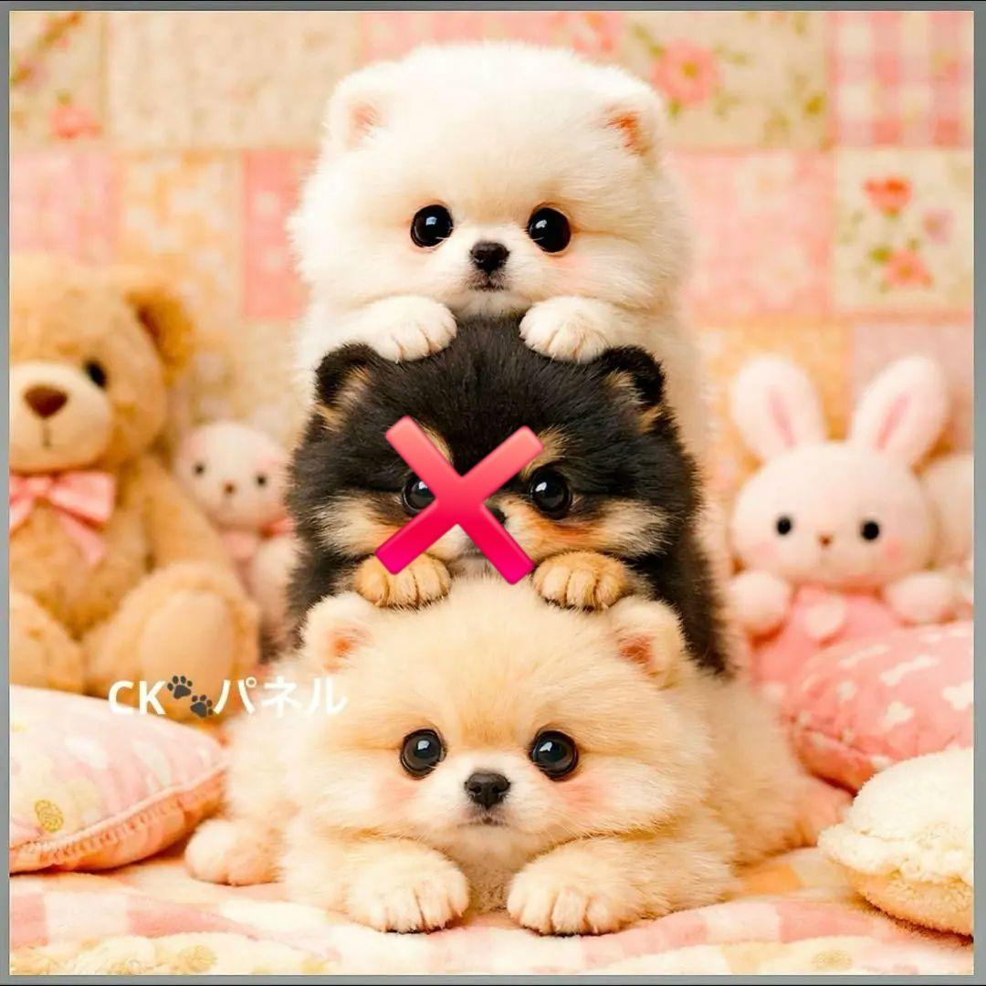 激レア柴犬、トイプー、ポメラニアン、パグ、ダックス、チワワパネル生地