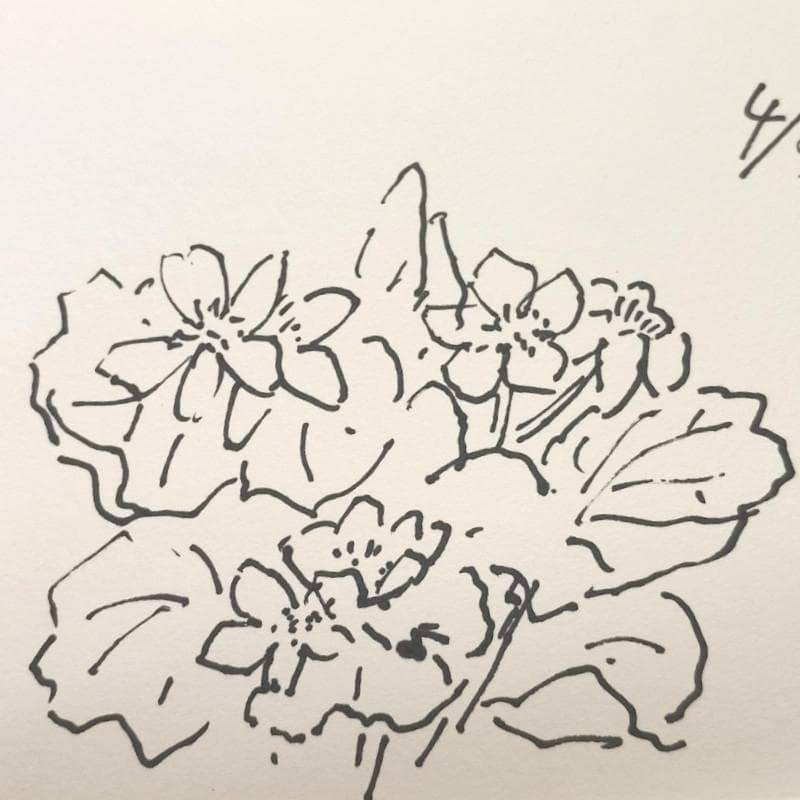 ☆坂本直行☆「 送毛産　エゾノリユウキンカ 」ペン画　太子サイズ　未使用!