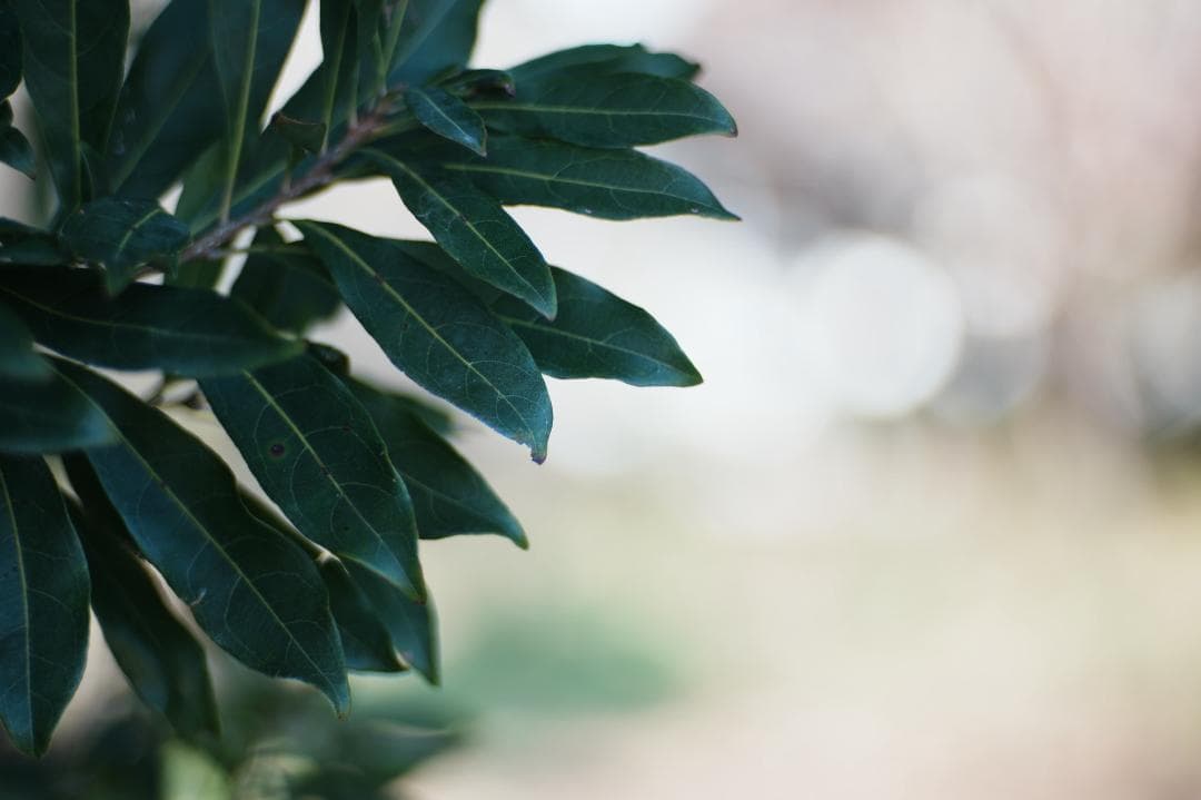 整＆テ Carl Zeiss Sonnar 85mm F2.8 AEG 802