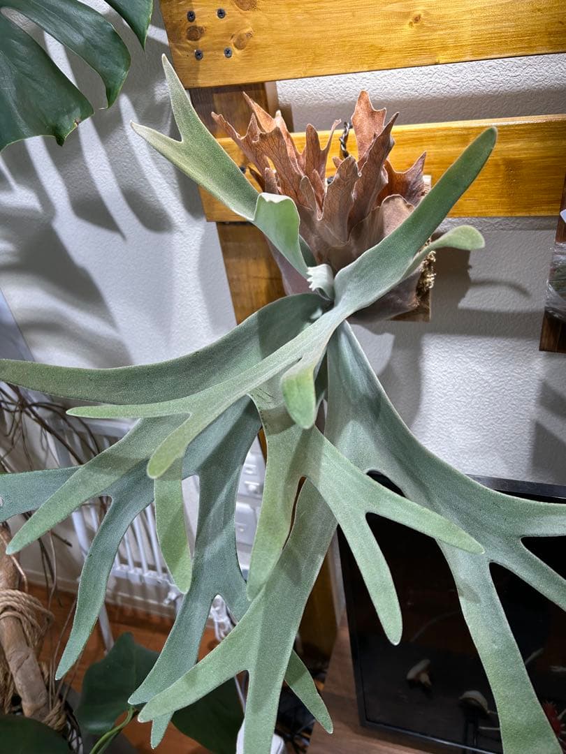 P.Fubuki（OC） pup from 晴花plants
