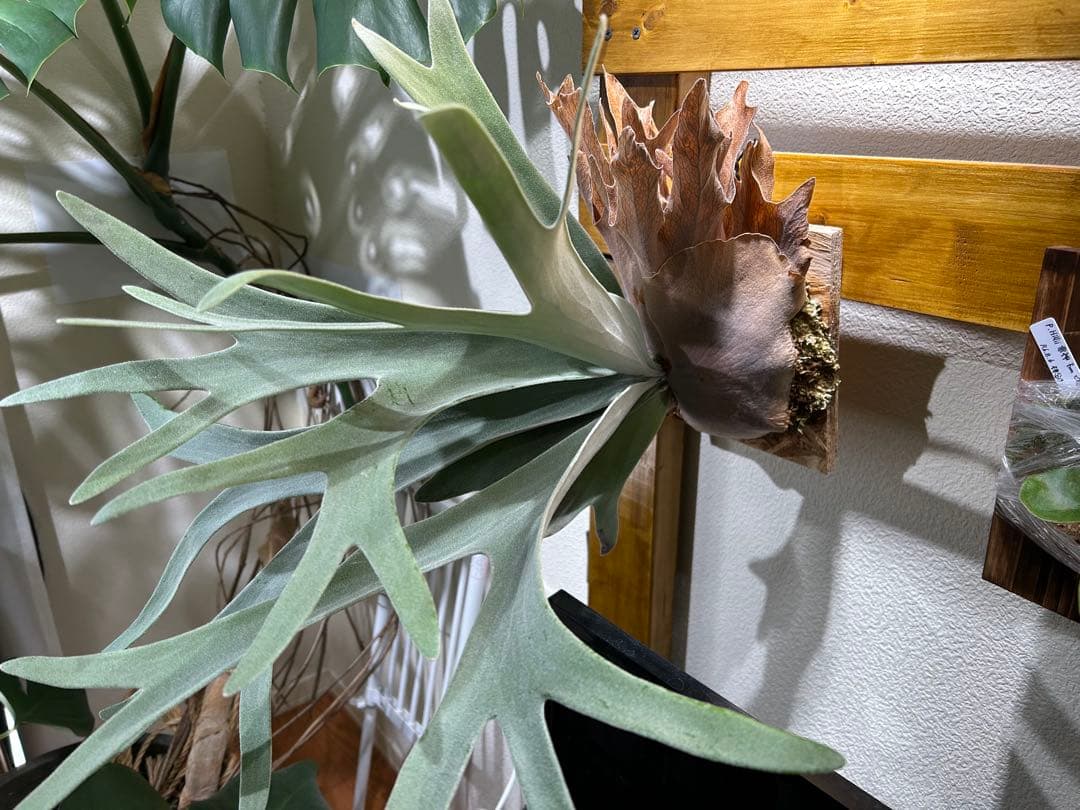 P.Fubuki（OC） pup from 晴花plants