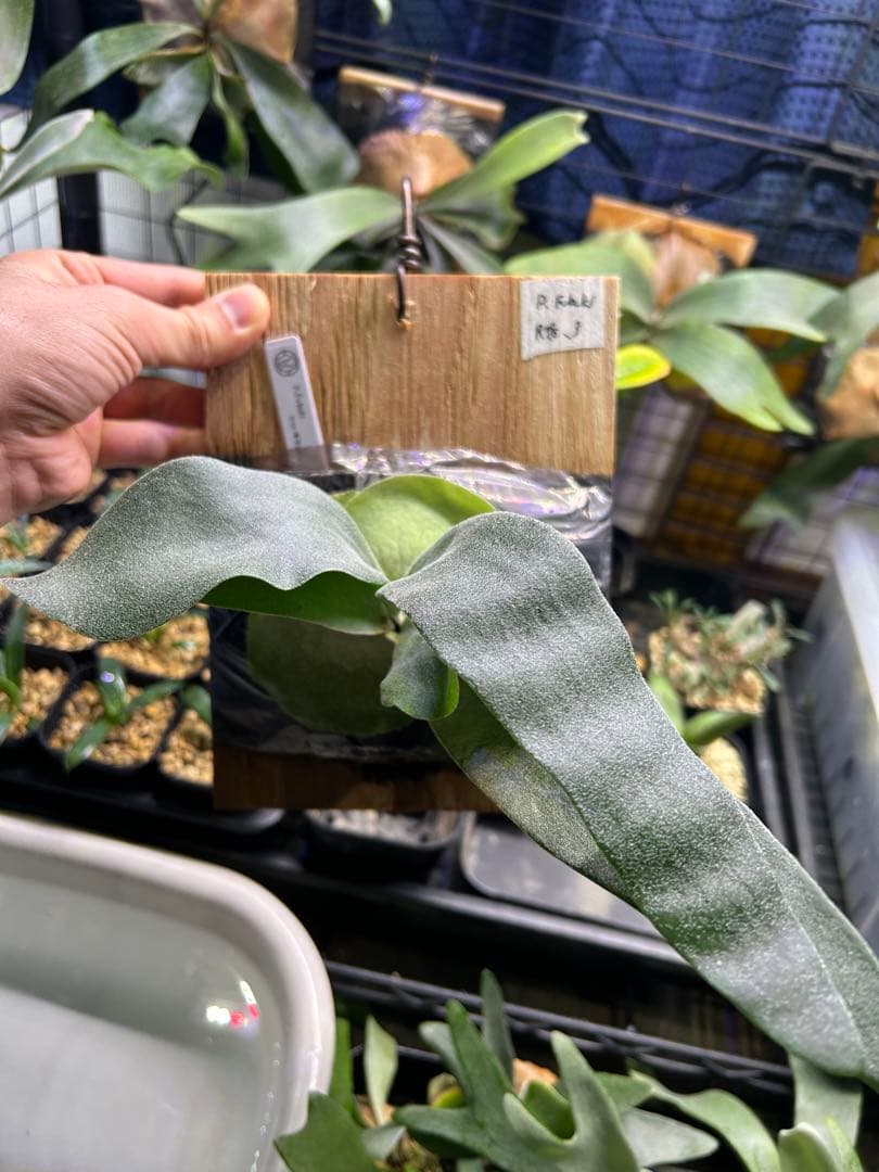 P.Fubuki（OC） pup from 晴花plants