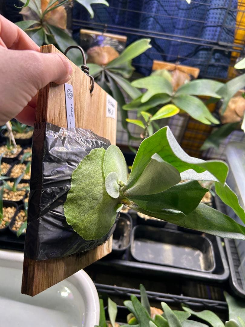 P.Fubuki（OC） pup from 晴花plants