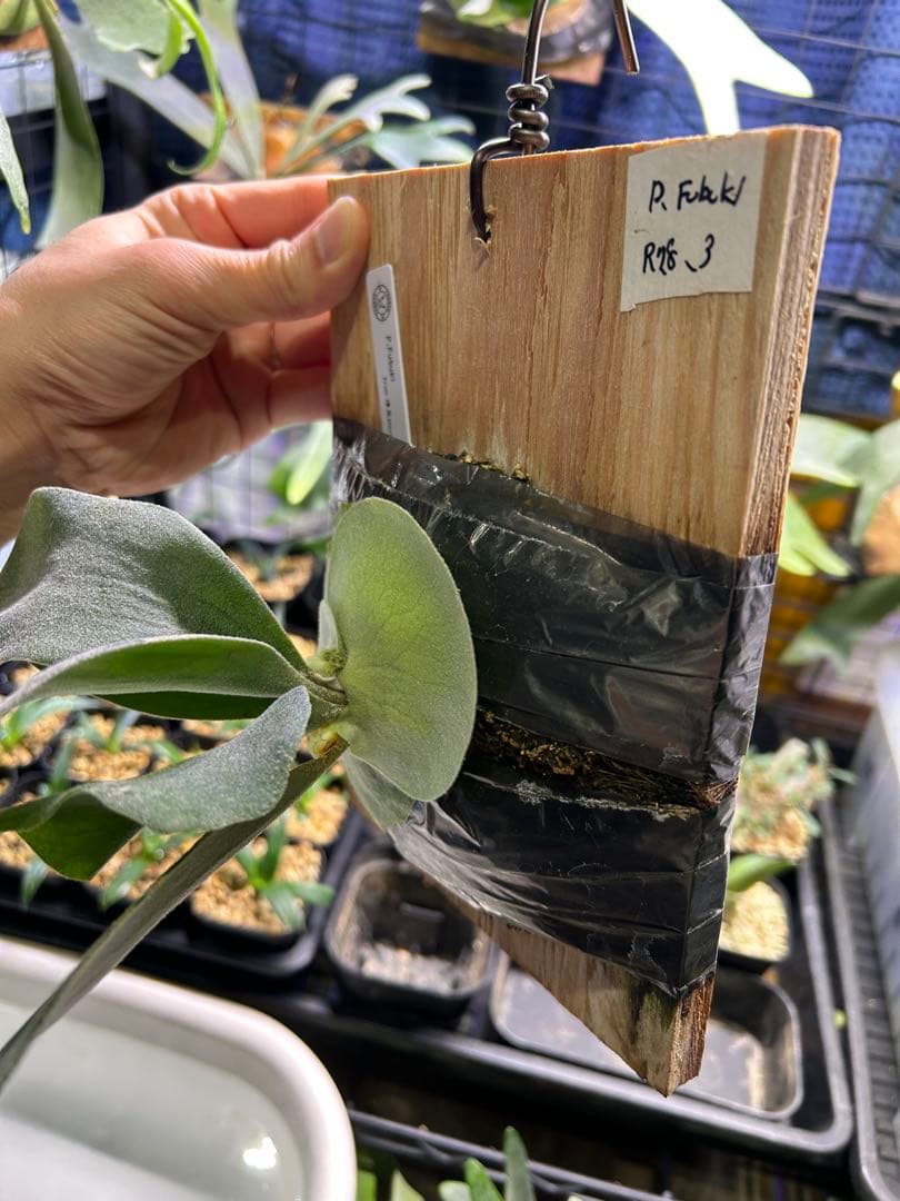 P.Fubuki（OC） pup from 晴花plants