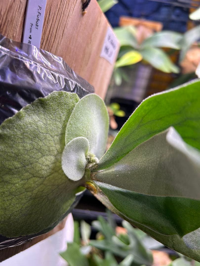 P.Fubuki（OC） pup from 晴花plants