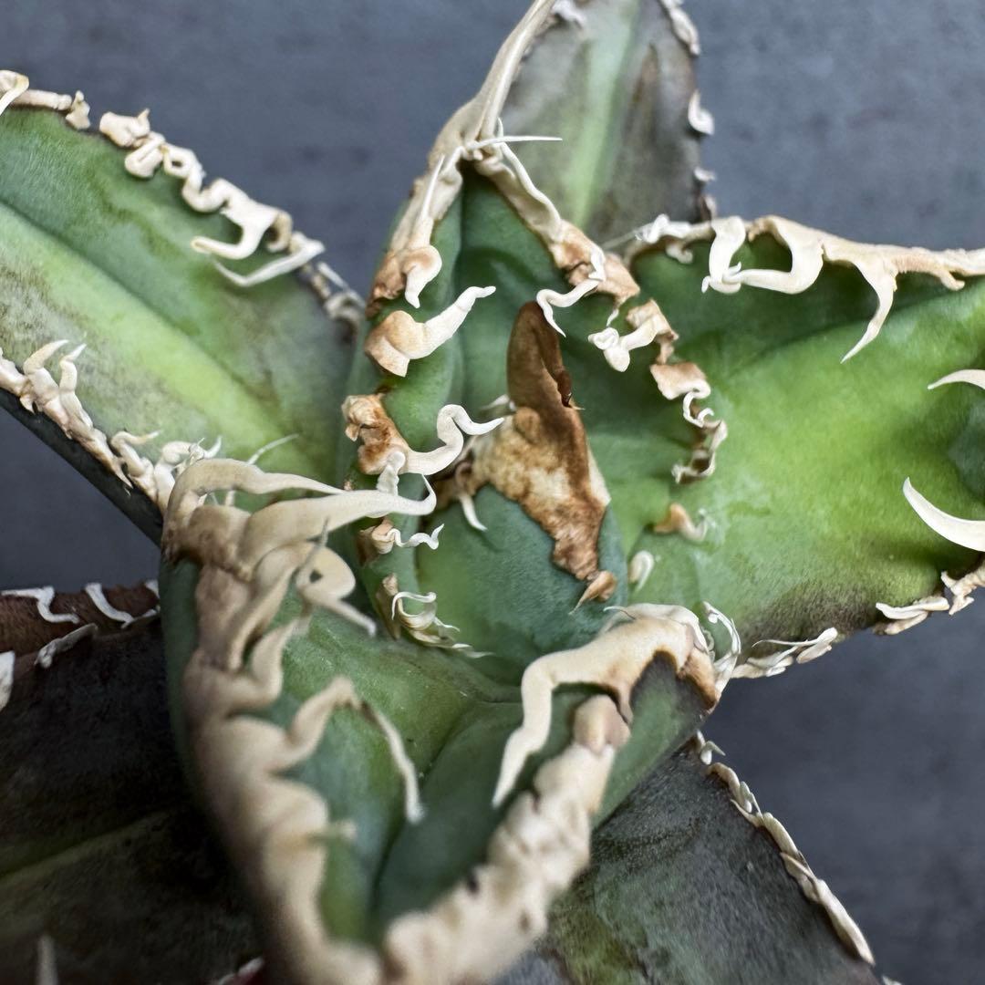 アガベ　チタノタ　オテロイ　白幽霊　台湾ゴジラ　強　うねり　6