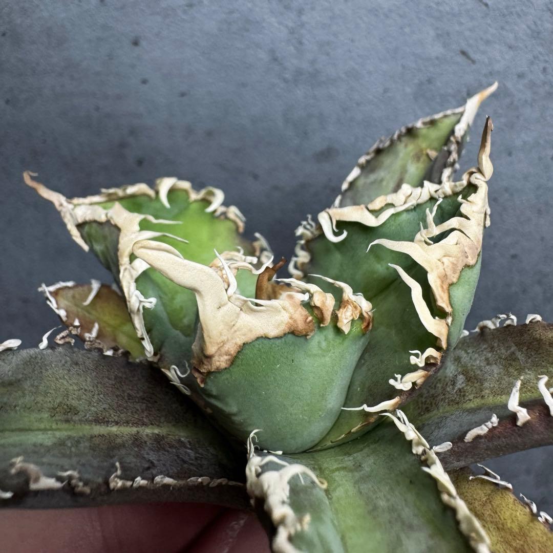 アガベ　チタノタ　オテロイ　白幽霊　台湾ゴジラ　強　うねり　6