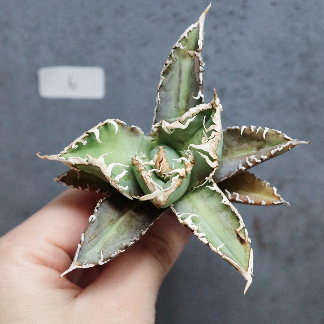 アガベ　チタノタ　オテロイ　白幽霊　台湾ゴジラ　強　うねり　6