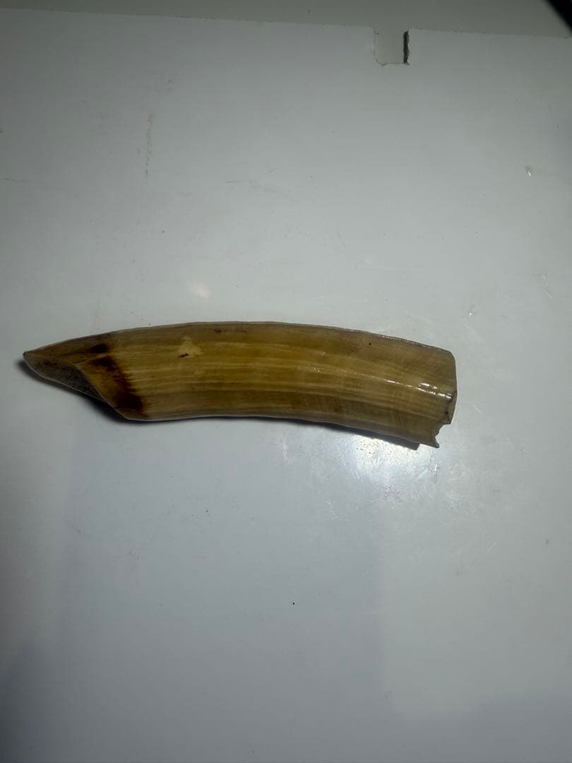 河馬歯　カバ牙　印材　彫刻材料　送料無料