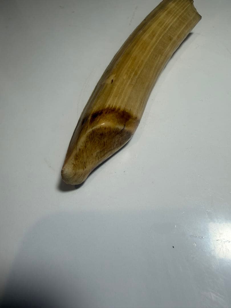 河馬歯　カバ牙　印材　彫刻材料　送料無料