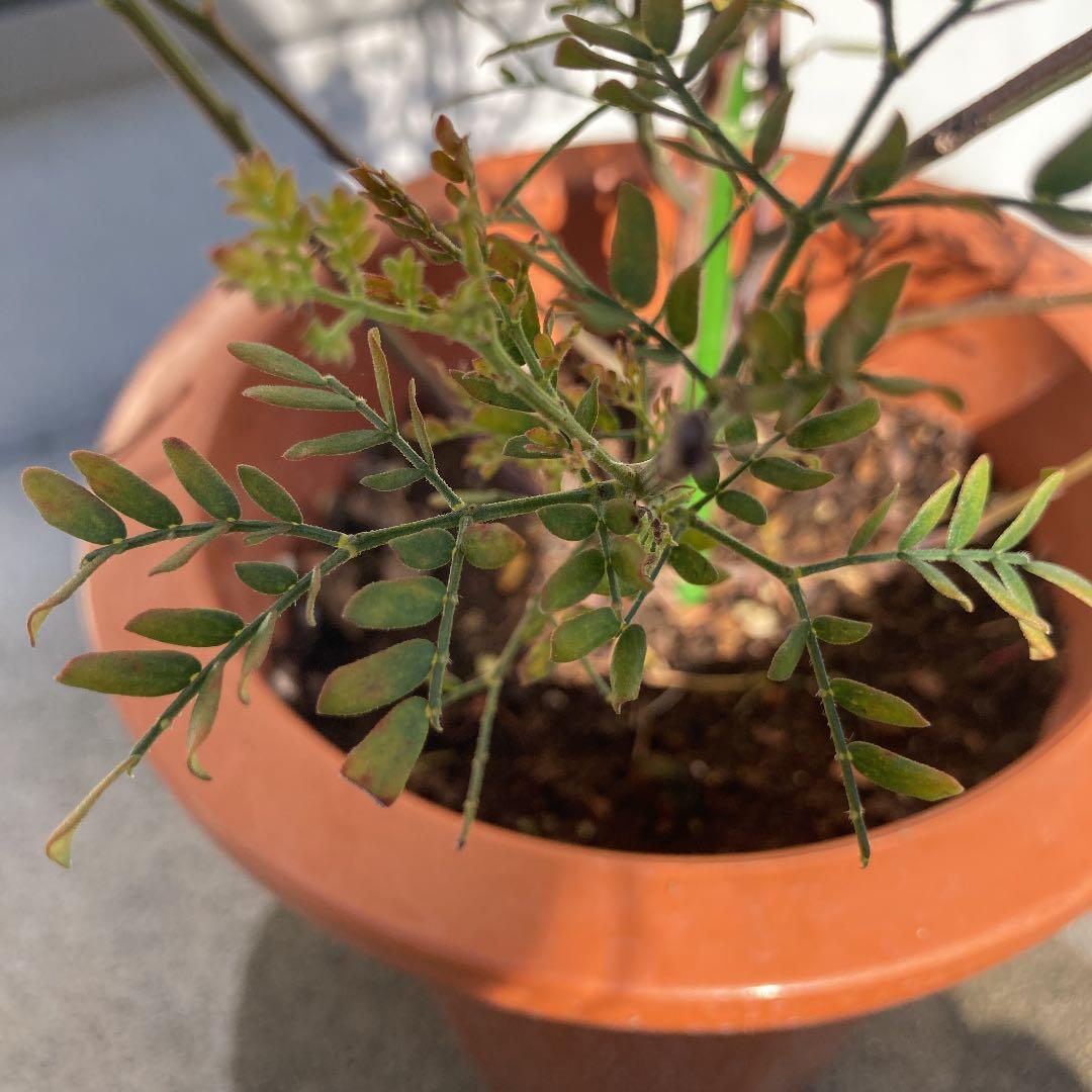 ちびととろ　確認用