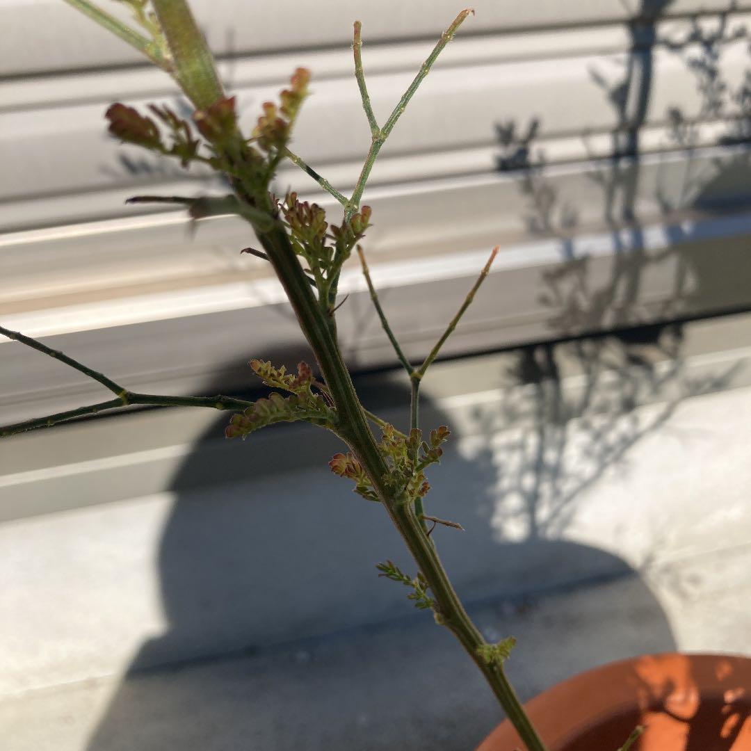 ちびととろ　確認用