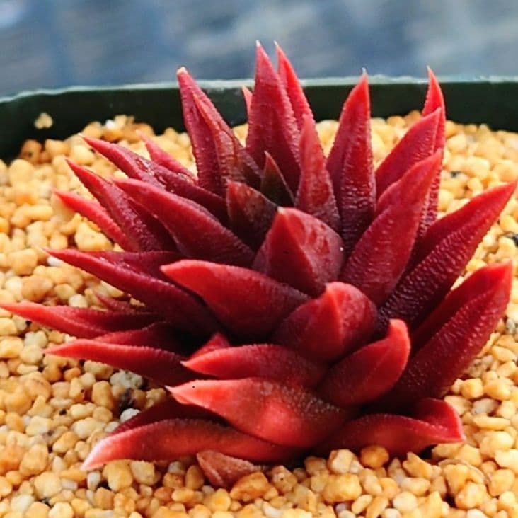 モ*ボ様 多肉植物　ハオルチア　五重の塔　レッド