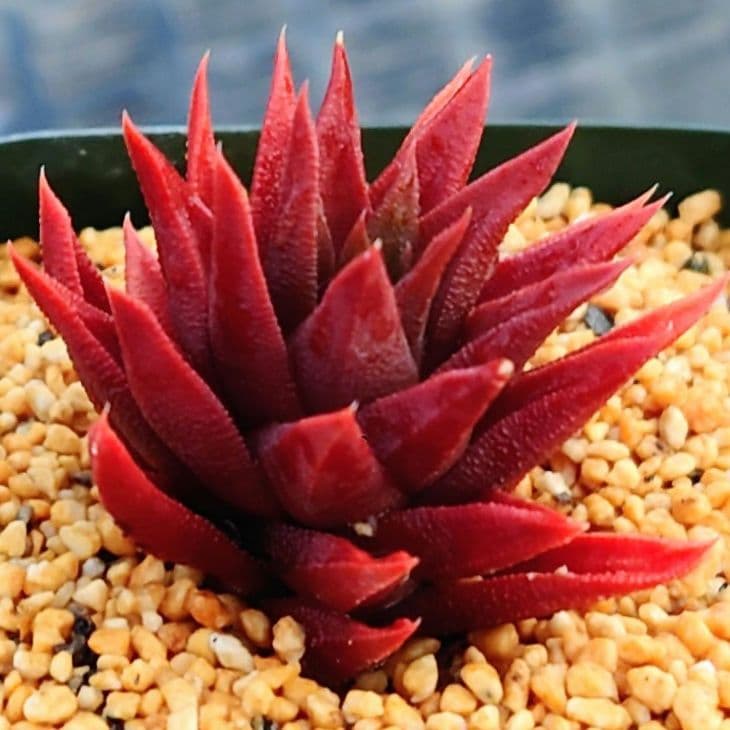 モ*ボ様 多肉植物　ハオルチア　五重の塔　レッド
