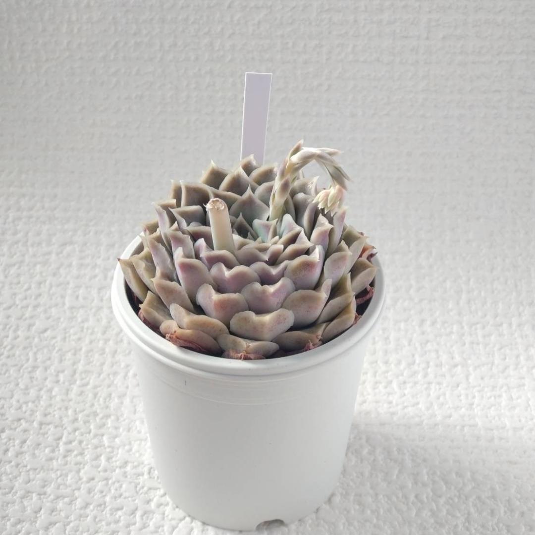 実生苗　多肉植物　エケベリア　エレガンスラパス elegans La Paz　③