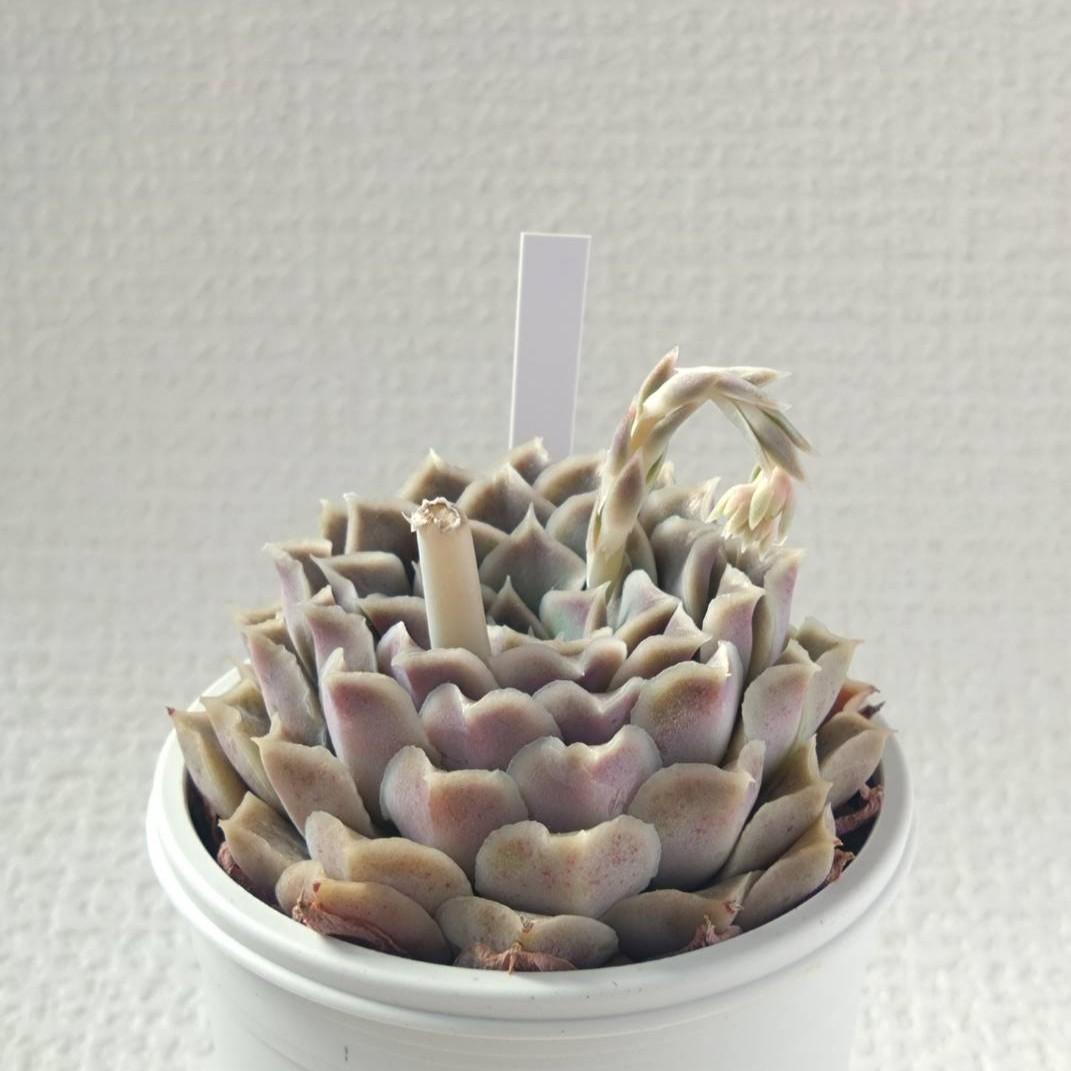 実生苗　多肉植物　エケベリア　エレガンスラパス elegans La Paz　③