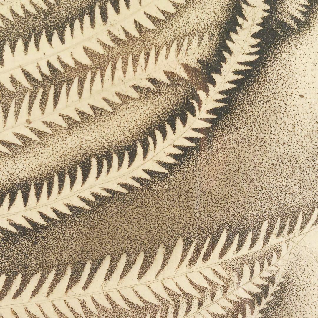 ues-20 広島の名画家 殿敷侃 版画 シダ 限定50部 図録掲載作品