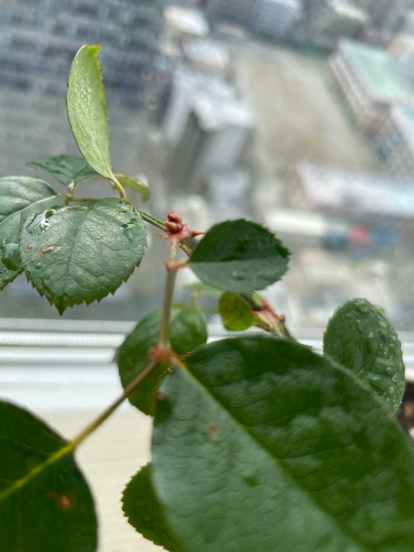 セール！１株限定！スーパー強香！上品かつモダンなお花　名門フレンチローズバラ苗