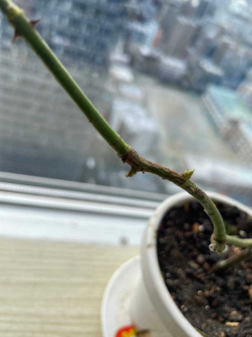 セール！１株限定！スーパー強香！上品かつモダンなお花　名門フレンチローズバラ苗