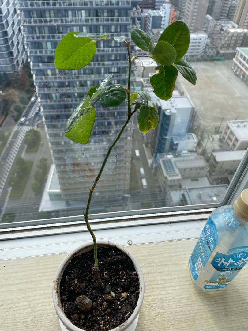 セール！１株限定！スーパー強香！上品かつモダンなお花　名門フレンチローズバラ苗