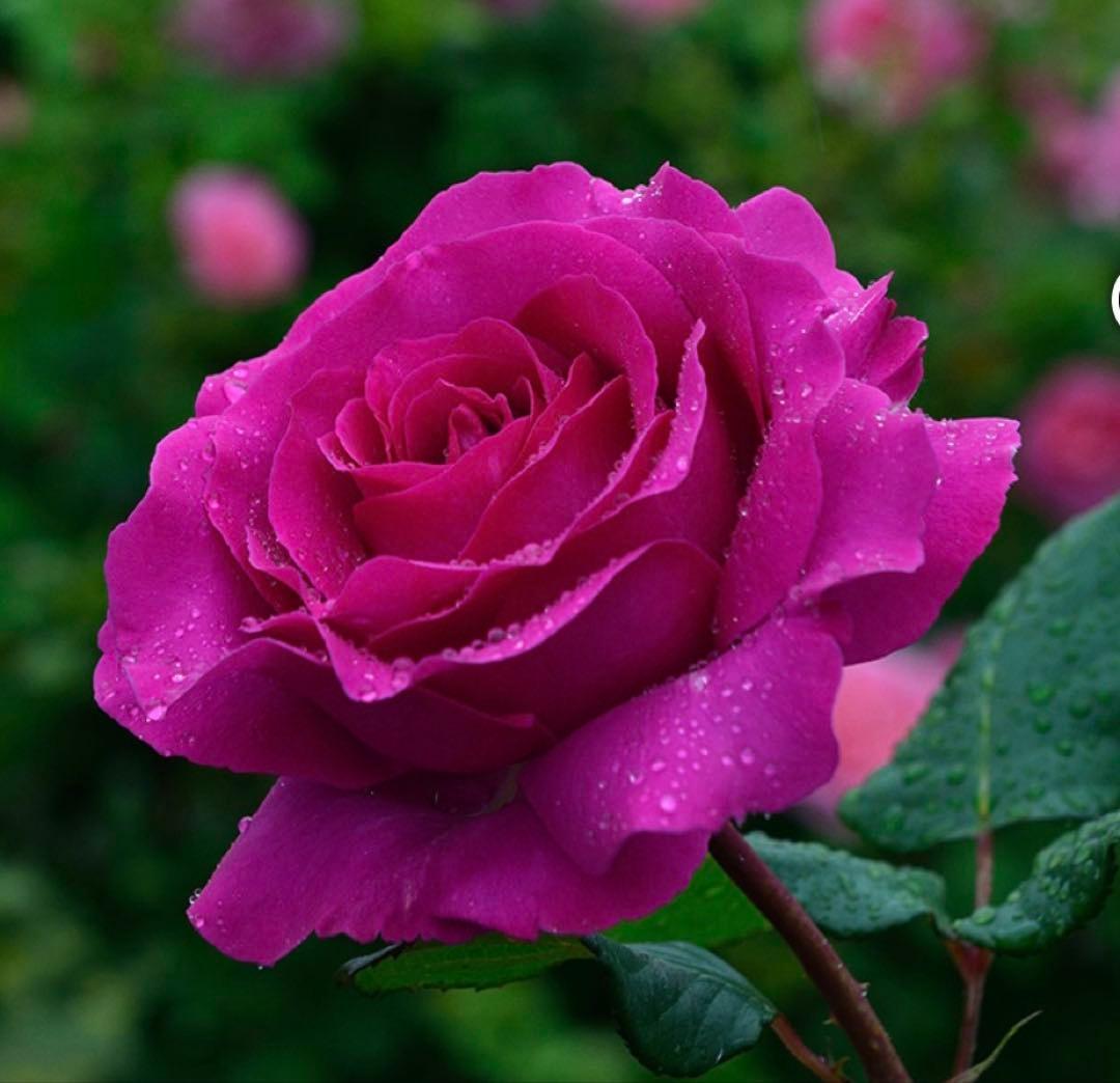 セール！１株限定！スーパー強香！上品かつモダンなお花　名門フレンチローズバラ苗