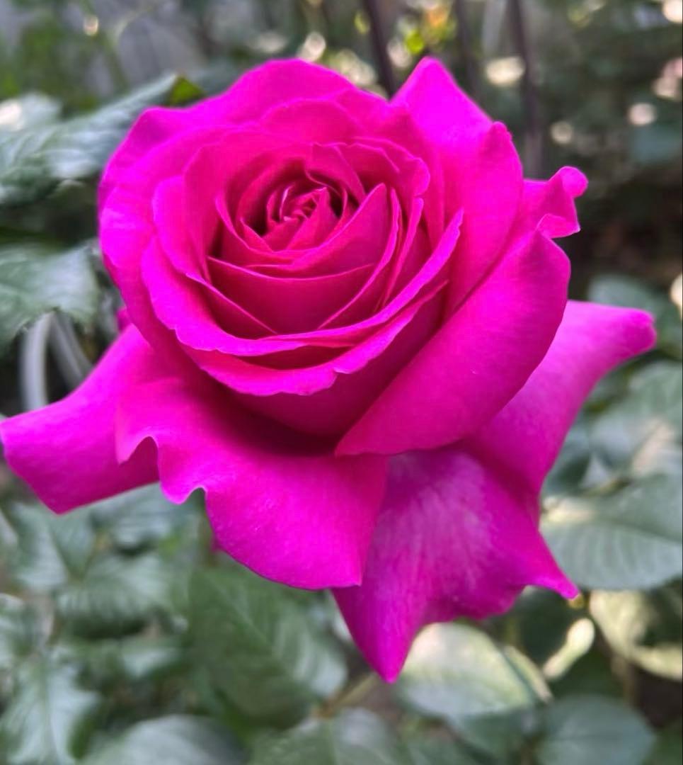 セール！１株限定！スーパー強香！上品かつモダンなお花　名門フレンチローズバラ苗