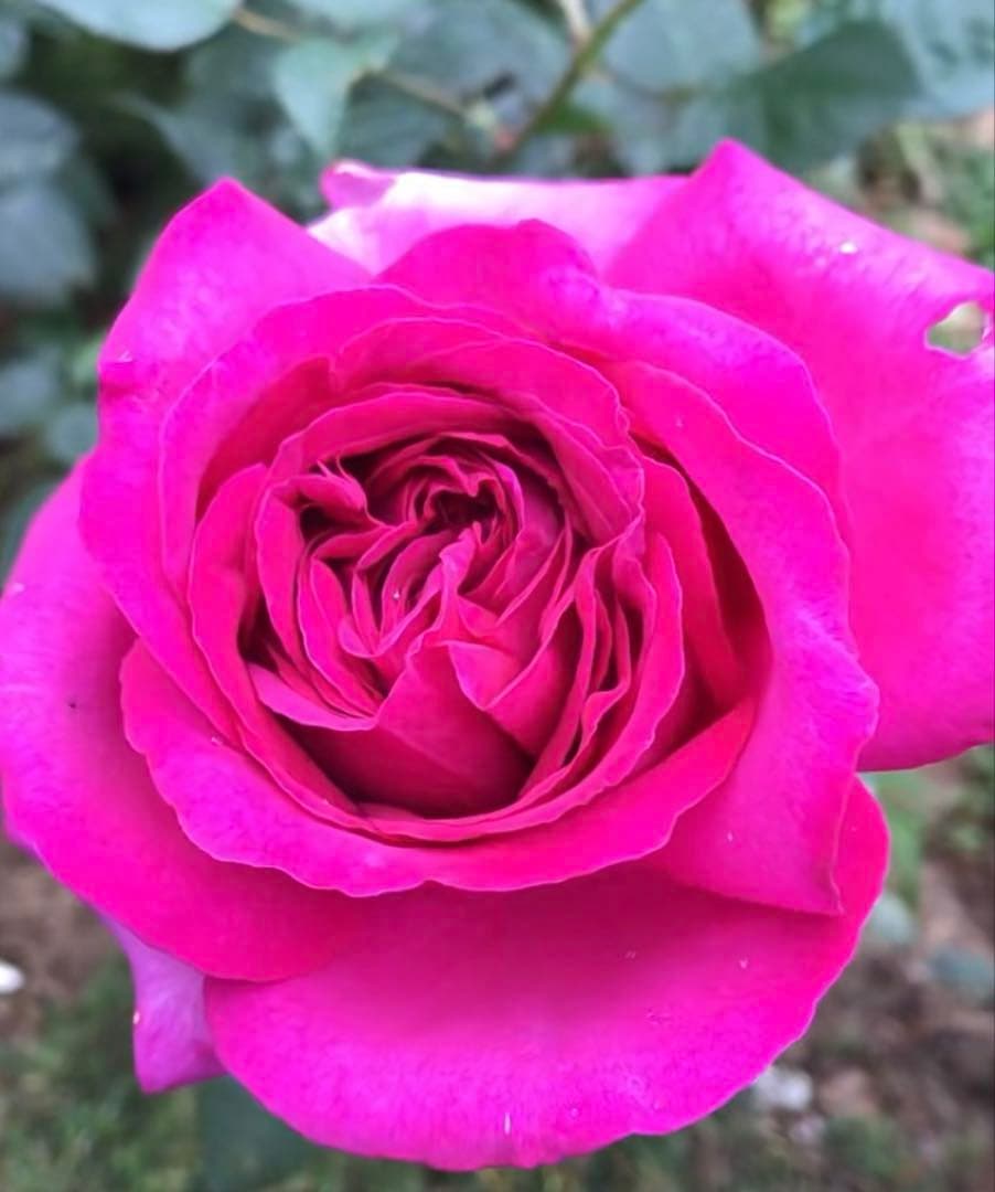 セール！１株限定！スーパー強香！上品かつモダンなお花　名門フレンチローズバラ苗