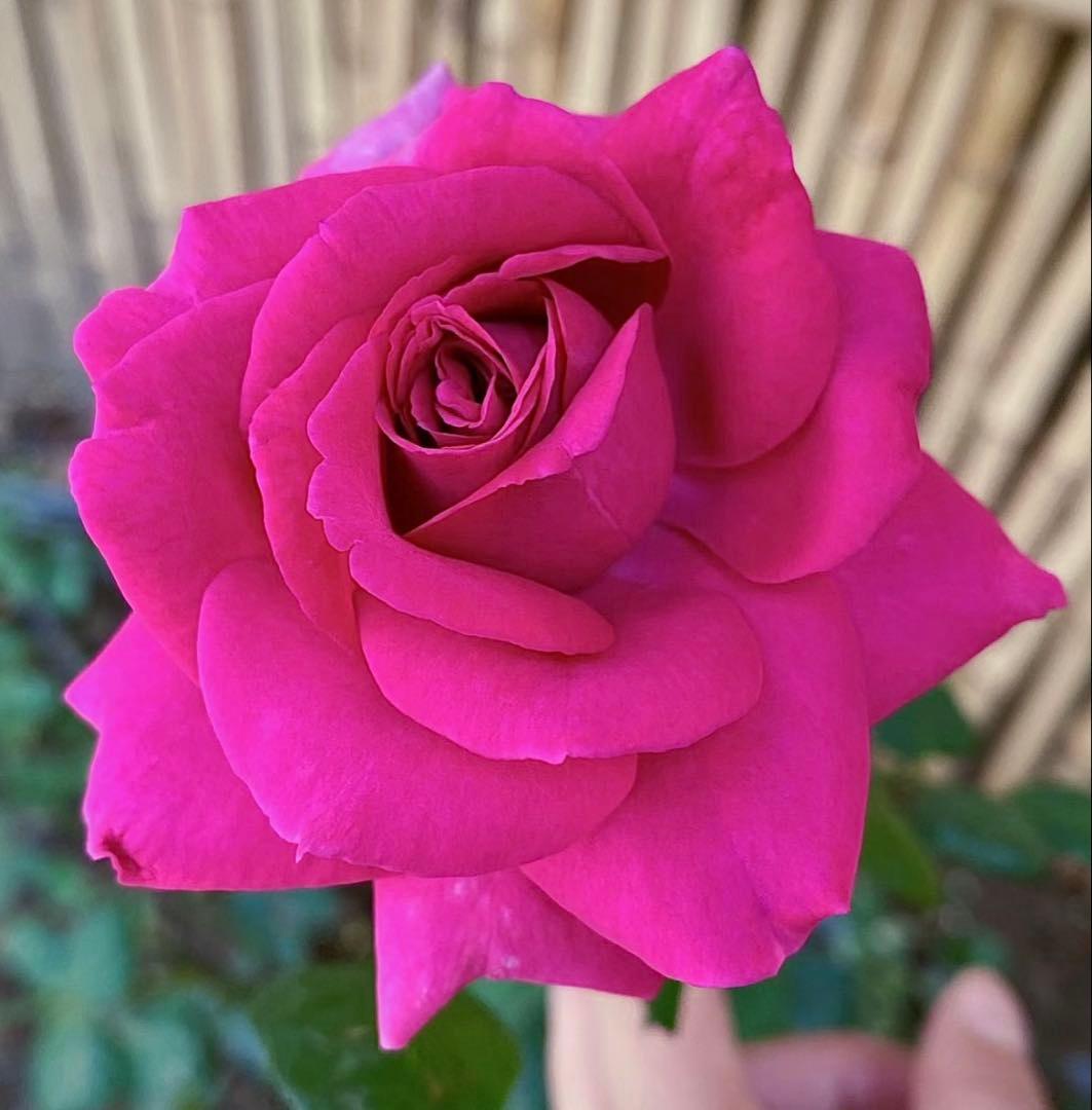 セール！１株限定！スーパー強香！上品かつモダンなお花　名門フレンチローズバラ苗