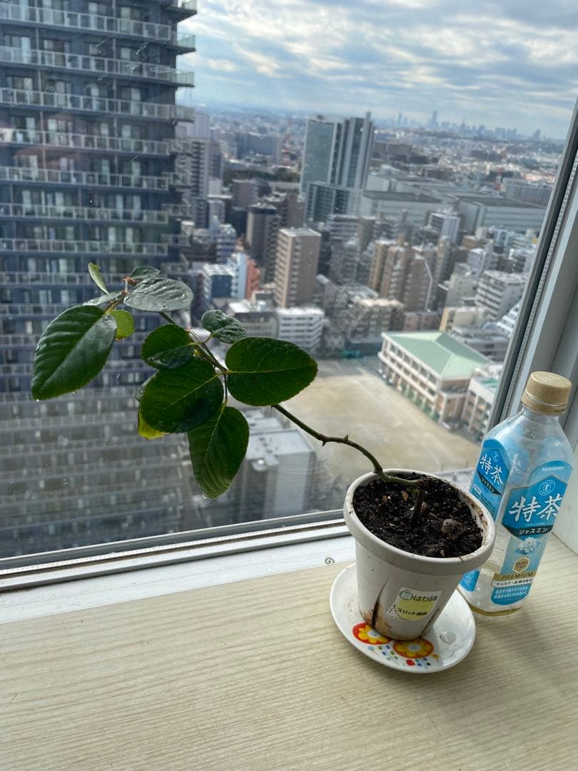 セール！１株限定！スーパー強香！上品かつモダンなお花　名門フレンチローズバラ苗