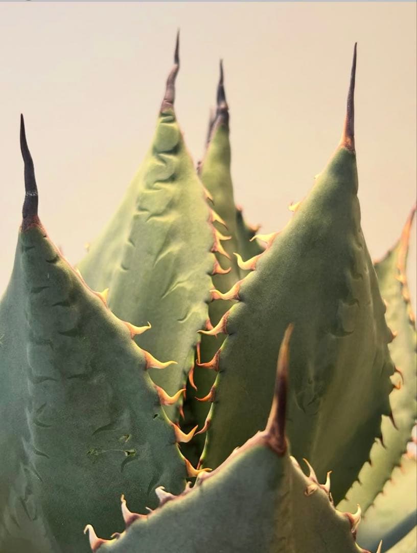 アガベ パリーハイブリッド　陽炎　白棘タイプ